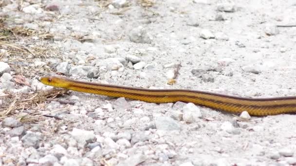 Yellow Rat Snake slithers — Stock Video