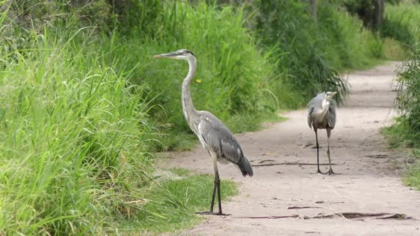 Dos grandes garzas azules lucha territorial — Vídeos de Stock