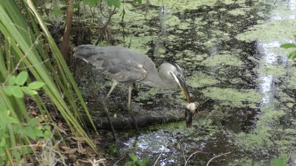 Blauwe reiger voedt zich met grote meerval — Stockvideo