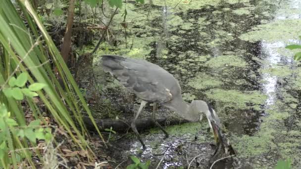 Great blue heron flöden på stora catfish — Stockvideo
