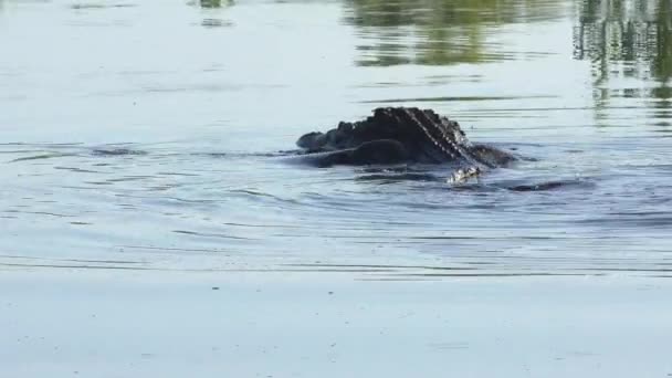 Großer Alligator springt Fisch hinterher — Stockvideo