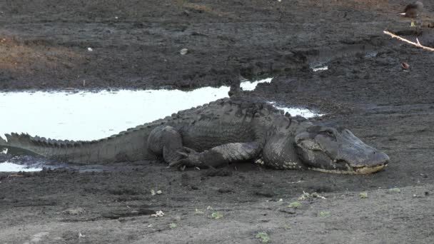 Grote alligator rusten in de buurt van de vijver — Stockvideo