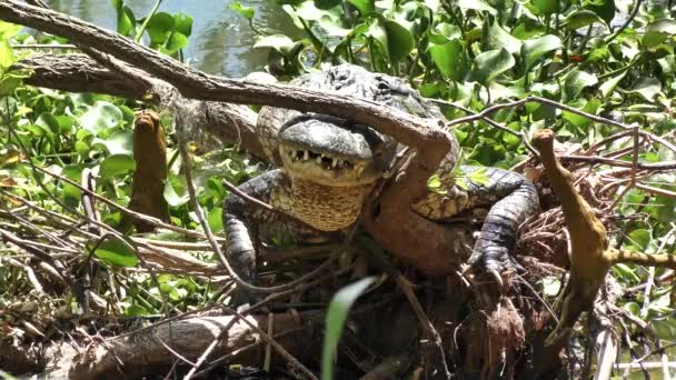 Alligator resting on a tree roots — Stock Video