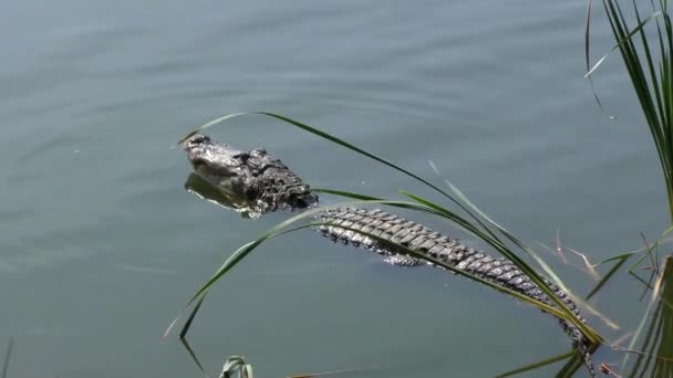 Stor alligator morrande under häckningssäsongen — Stockvideo