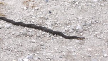 Şeritli su yılanı gider