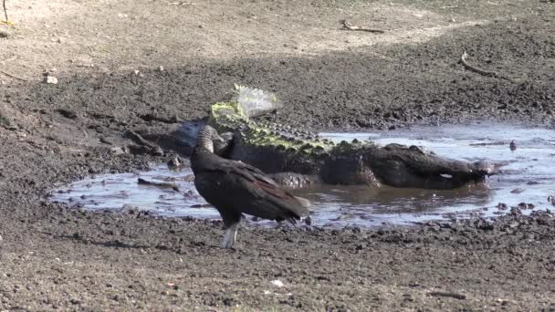 Алігатор їсть рибу в сухому грязьовому ставку — стокове відео