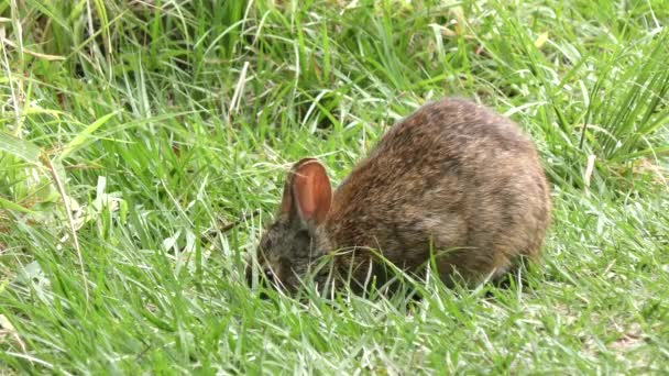 Marsh Rabbit alimenta-se de grama em zonas húmidas da Flórida — Vídeo de Stock