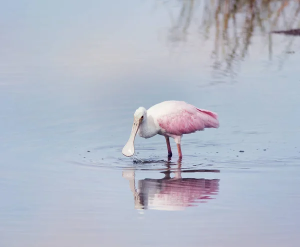 Roseate Spoonbill in a lake — Stock Photo, Image