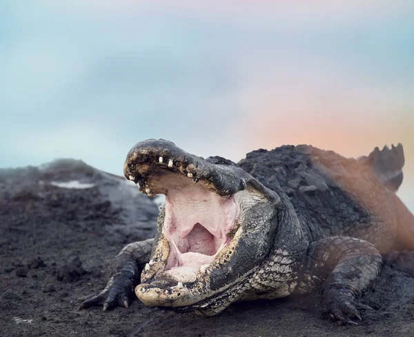 Stor amerikansk alligator — Stockfoto