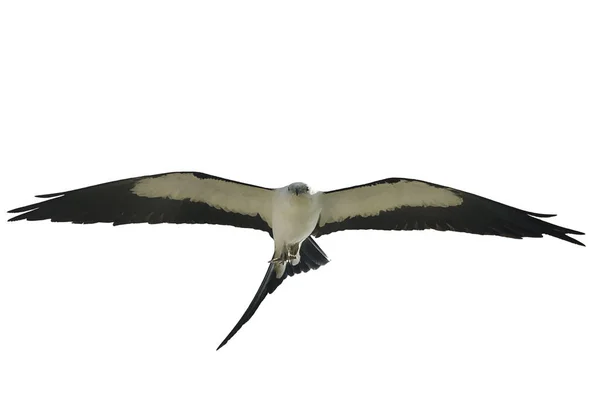 Kırlangıç kuyruklu çaylak uçuş — Stok fotoğraf