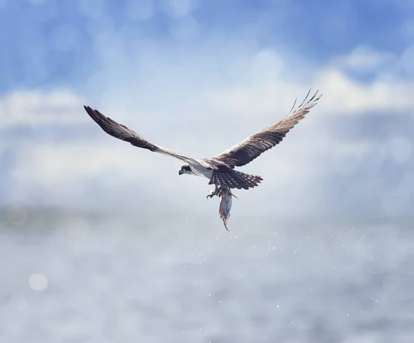 Fischadler trägt einen Fisch in den Krallen — Stockfoto