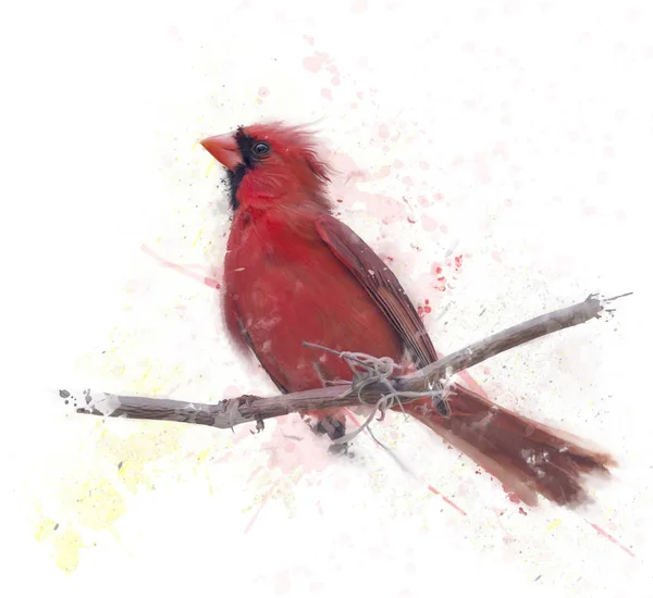 Mannelijke Northern Cardinal aquarel — Stockfoto