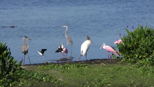 Kara boyunlu Stilts kendi yuva koruyun kuşlarla mücadele — Stok video