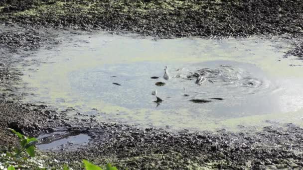 Salto de peixe na lagoa de secagem durante a estação seca na Flórida — Vídeo de Stock