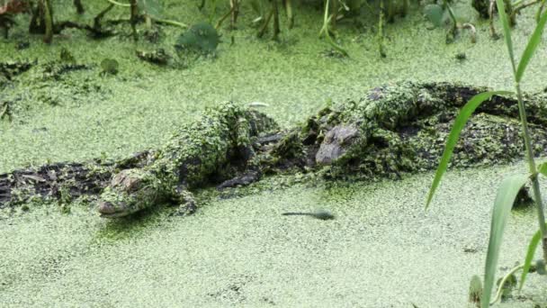 Twee baby alligators zonnen in een moeras — Stockvideo