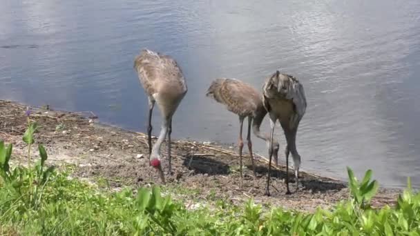 Guindastes sandhill família alimentação perto do lago — Vídeo de Stock