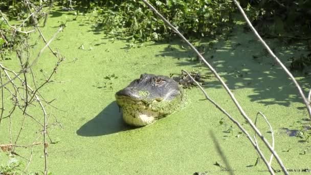 Большой аллигатор рычит в зеленом болоте — стоковое видео