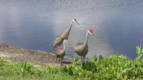 Familia de grúas areniscas caminando cerca del lago — Vídeo de stock