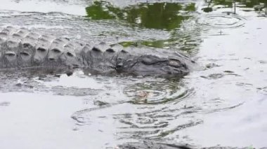 bebek timsah beslemeleri annesini bir havuzda yakınındaki