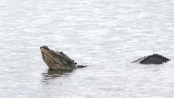 Alligator mating call during breeding season — Stock Video