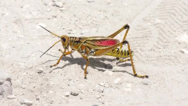 Southeastern Lubber Grasshopper caminando por una carretera — Vídeos de Stock