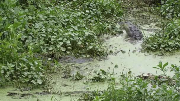 Mannelijke en vrouwelijke alligators tijdens het fokken van seizoen — Stockvideo
