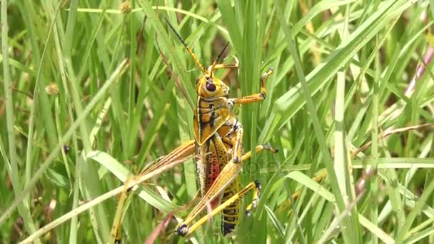 Southeastern Lubber Grasshopper en la hierba — Vídeos de Stock