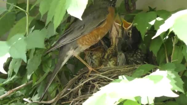 American Robin alimenta a sus polluelos — Vídeo de stock