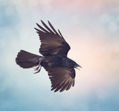 American Crow in flight clipart