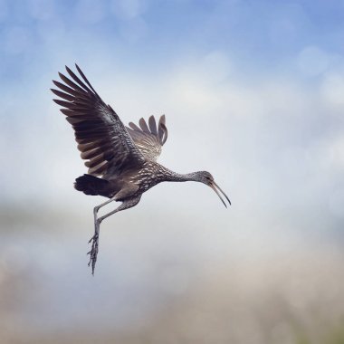 Limpkin kuş uçuş