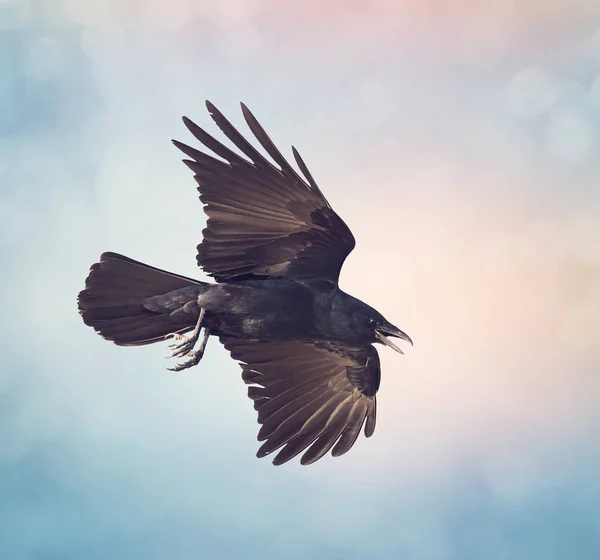 Amerikanische Krähe im Flug — Stockfoto