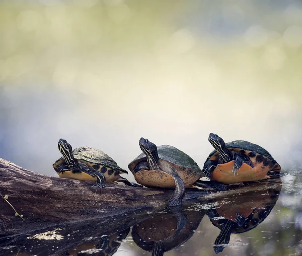 Florida Cooter Turtles On A Log — Stock Photo, Image