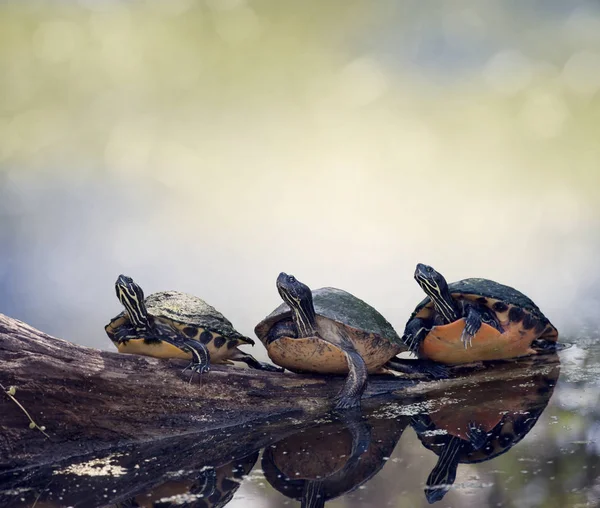 로그에 플로리다 Cooter 거북이 — 스톡 사진