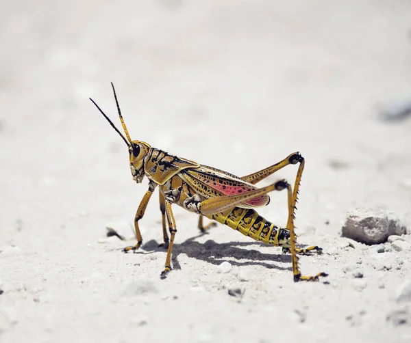 Southeastern Lubber Grasshopper — Stock Photo, Image