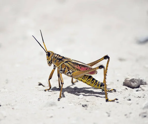 Südöstliche Heuschrecke — Stockfoto