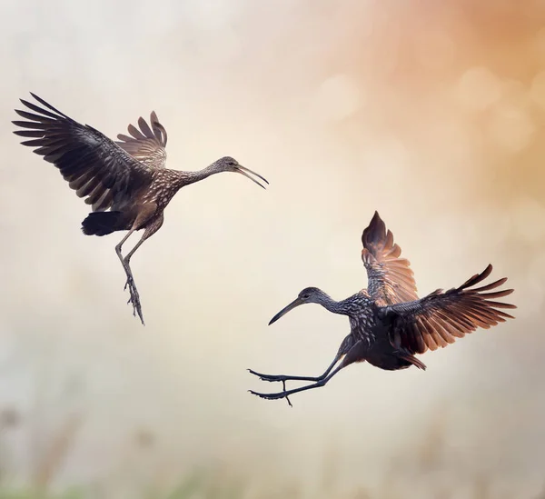 İki Limpkin kuş — Stok fotoğraf