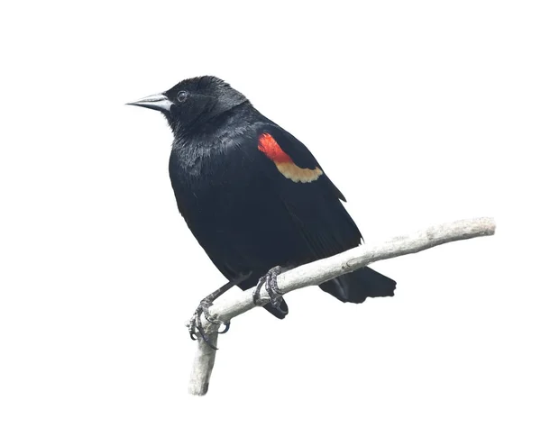 Pájaro negro alado rojo macho — Foto de Stock