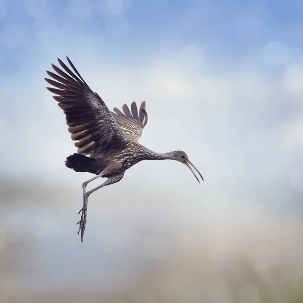 Limpkin kuş uçuş — Stok fotoğraf