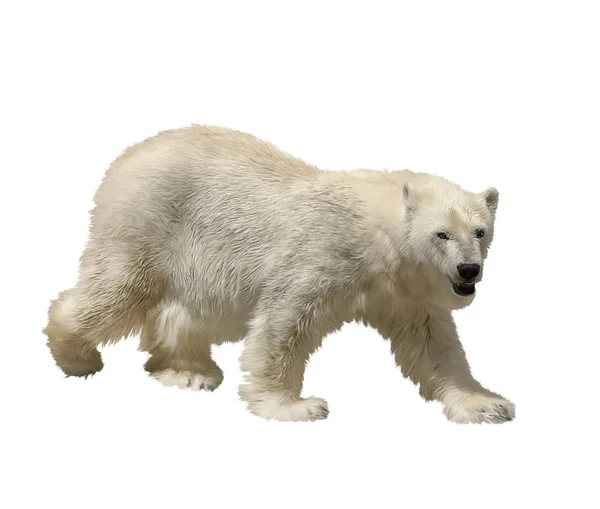 Urso polar Aquarela — Fotografia de Stock