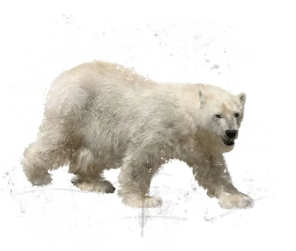 Niedźwiedź polarny akwarela — Zdjęcie stockowe