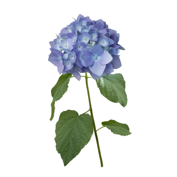 푸른 하이드라게아 꽃 — 스톡 사진
