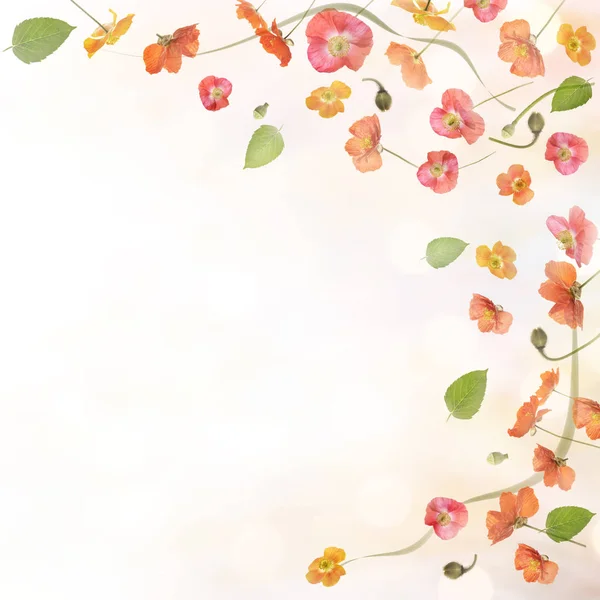 Poppy flores fundo — Fotografia de Stock