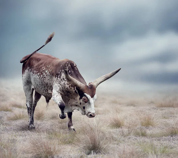 Brązowy i biały longhorn steer — Zdjęcie stockowe
