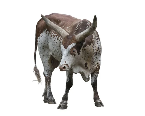 Brązowy i biały longhorn steer — Zdjęcie stockowe