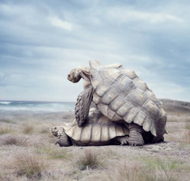 çiftleşme dev Galapagos kaplumbağaları