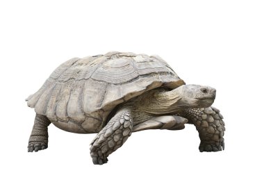 galapagos dev kaplumbağa