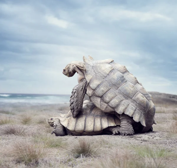 Tortugas gigantes de Galápagos apareamiento — Foto de Stock