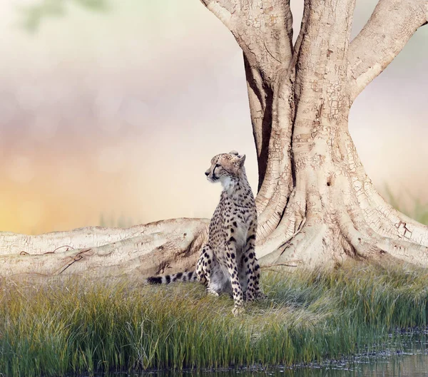 Cheetah odpoczynku w pobliżu wielkie drzewo — Zdjęcie stockowe