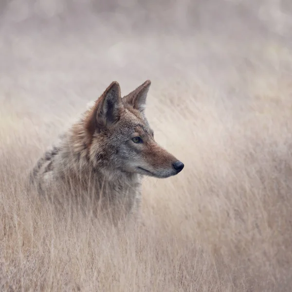 Cerrar imagen de Coyote — Foto de Stock