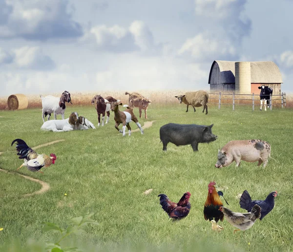 农场里的动物组成的拼贴画 — 图库照片